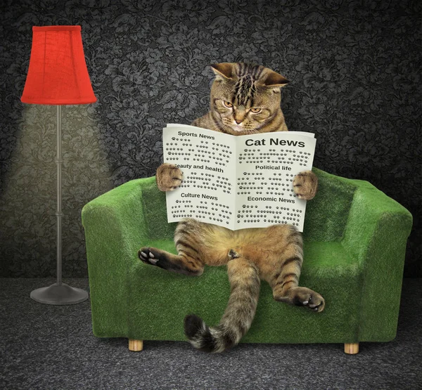 Gato con un periódico en un sofá verde — Foto de Stock