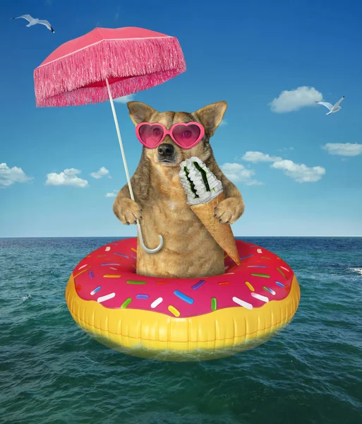 Dog eats ice cream on inflatable donut
