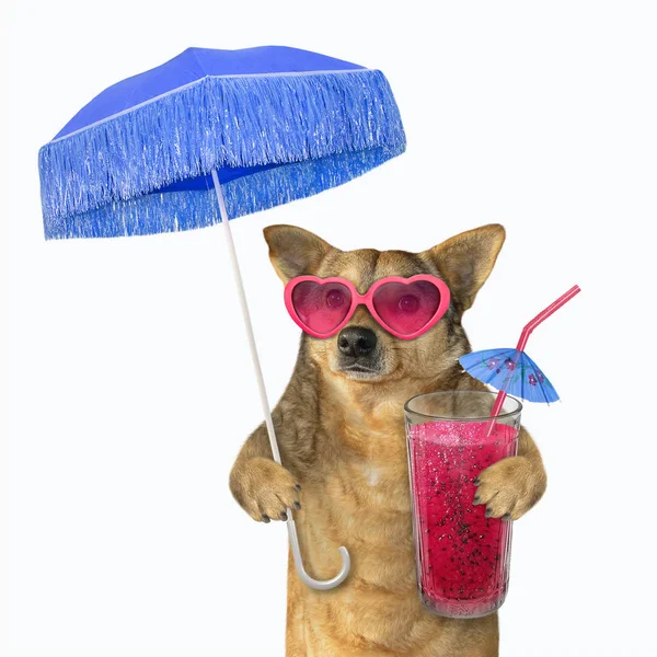 Boissons jus de chien sous un parapluie — Photo