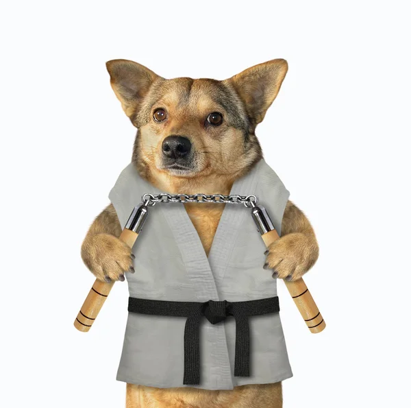 Dog karate fighter with nunchuck 2 — Stock Photo, Image