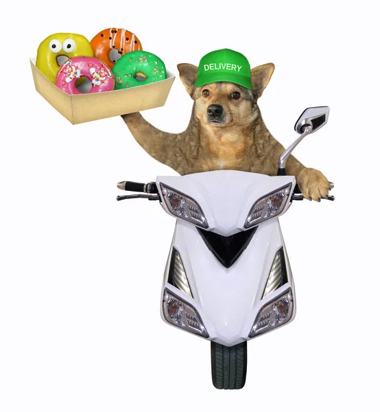Pies z pączkami na skuterze — Zdjęcie stockowe