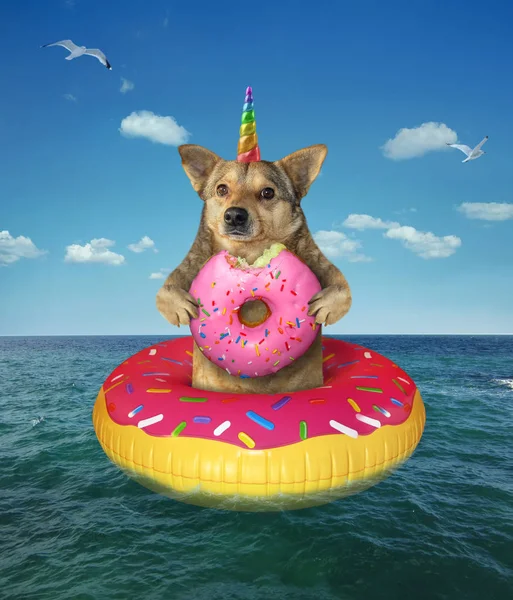 Σκύλος τρώει μονόκερος τρώει ένα ντόνατ στη θάλασσα — Φωτογραφία Αρχείου