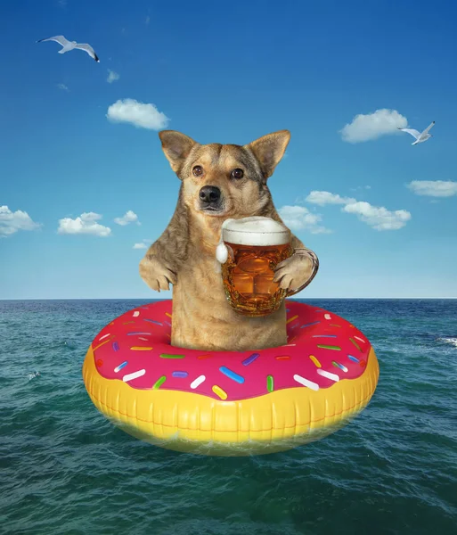 Dog drinks beer on inflatable donut