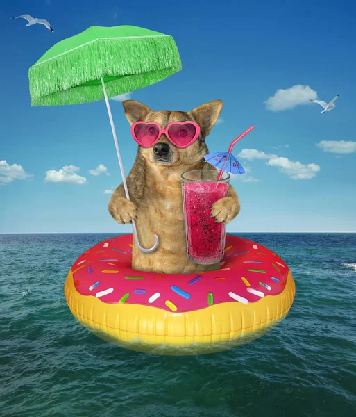 Dog drinks juice on inflatable donut — Stock Photo, Image