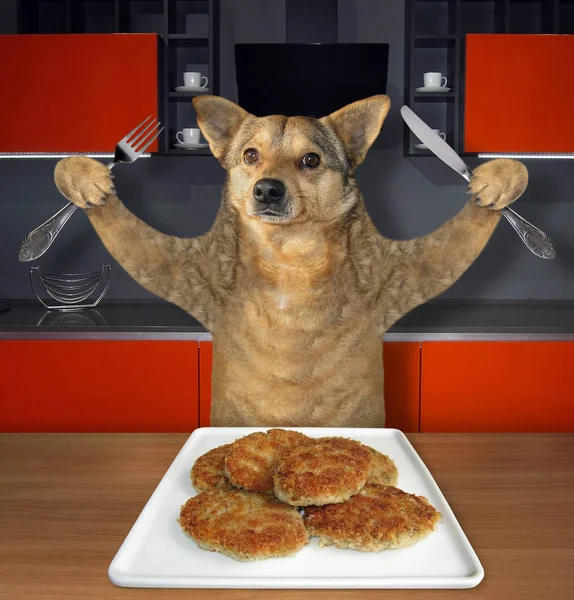 Dog eats meat patties in a kitchen — Stock Photo, Image