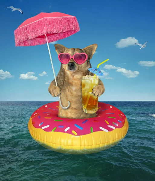 Dog drinks cold tea on inflatable donut