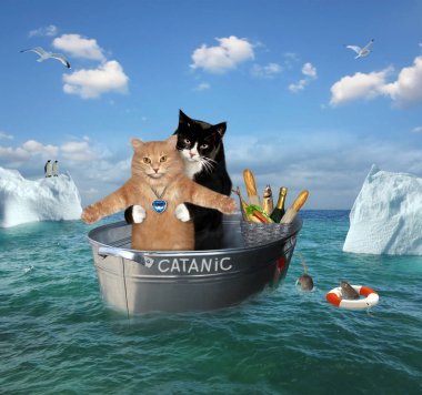 İki kedi küvette sürükleniyor