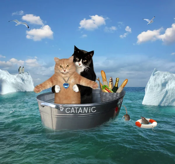 İki kedi küvette sürükleniyor