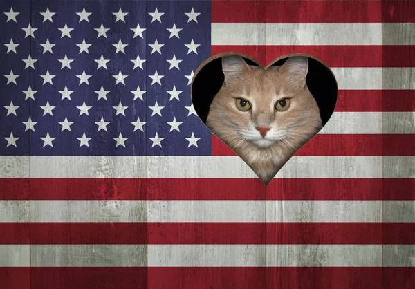 미국 국기를 들여다보는 고양이 — 스톡 사진