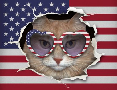 Amerika bayrağının arkasındaki gözlüklü kedi