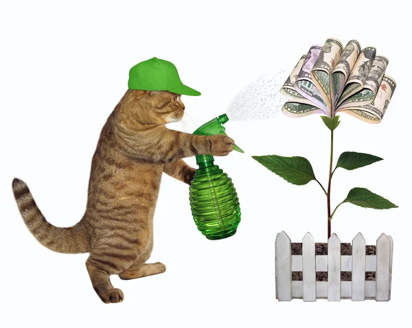 Gato rociando agua sobre una flor de dinero 2 — Foto de Stock