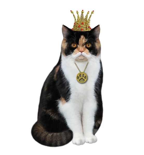 Kolyeli kedi kraliçe — Stok fotoğraf