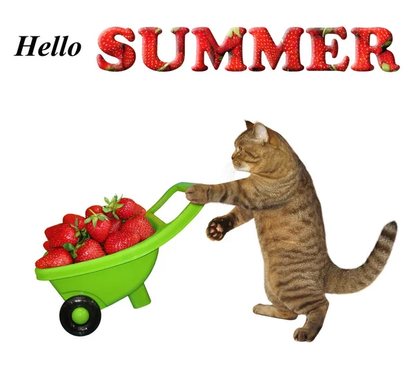 猫推着一个带草莓的推车 — 图库照片