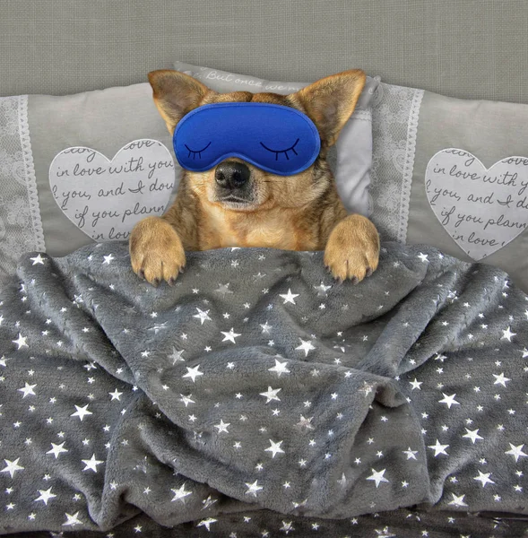 Pies z maską snu w łóżku — Zdjęcie stockowe