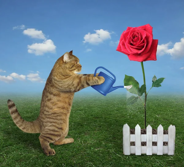 Gato regando una rosa roja — Foto de Stock