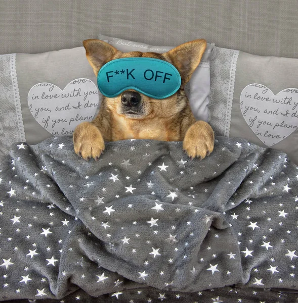 Dog with a sleep mask in bed 3 — Stock Photo, Image