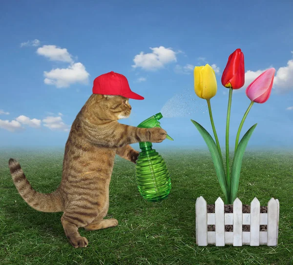 Gato rociando agua sobre tulipanes de colores — Foto de Stock