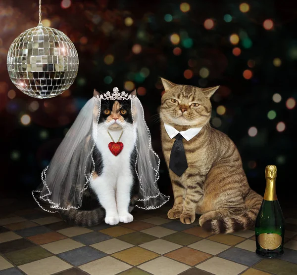 Cat\'s newlyweds near a mirror ball