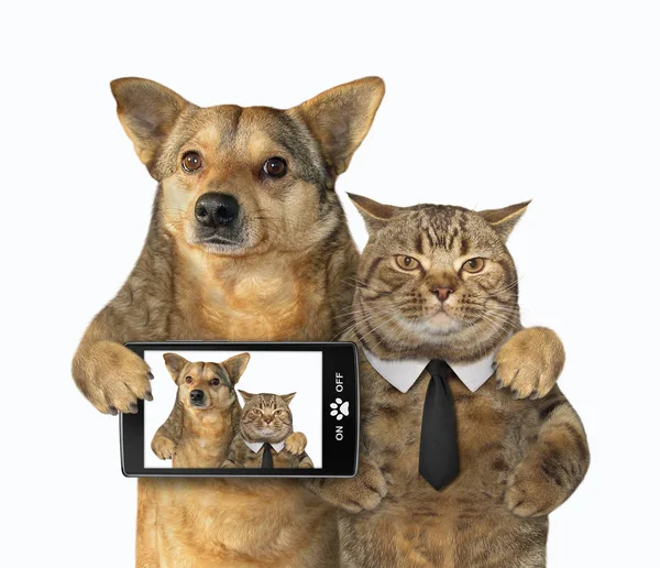 Cão e gato feitos selfie 2 — Fotografia de Stock