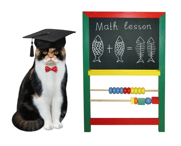 Cat-professorn i närheten av en Blackboard 3 — Stockfoto