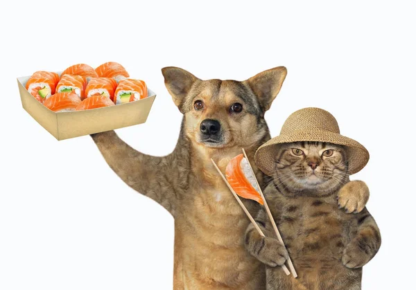 狗和猫吃寿司 — 图库照片