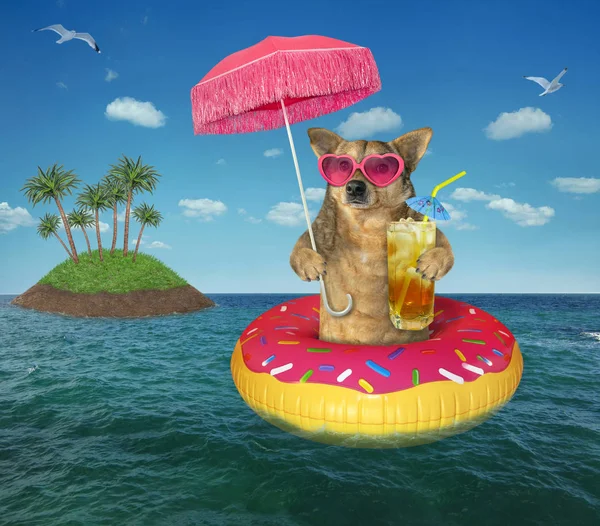 在充气甜甜圈上加果汁的狗 — 图库照片