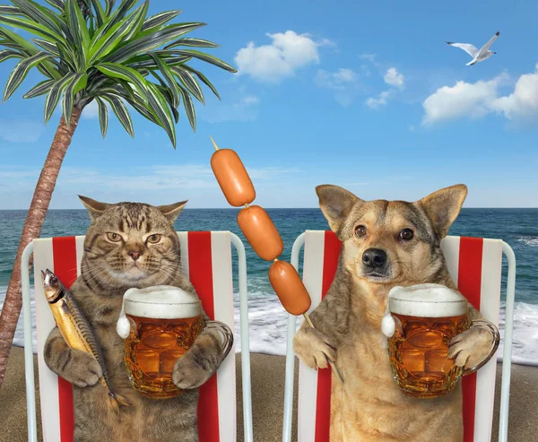 Dog and cat drink beer on loungers