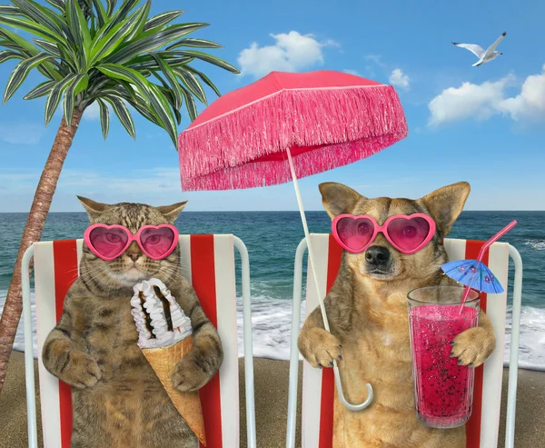 Dog with juice and cat with ice cream on loungers