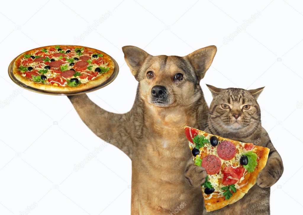 Dog and cat eating pizza