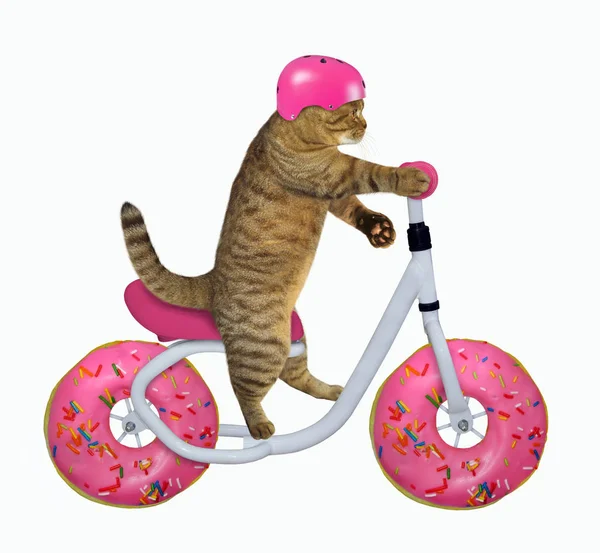 Katten i en hjälm rider på cykeln — Stockfoto