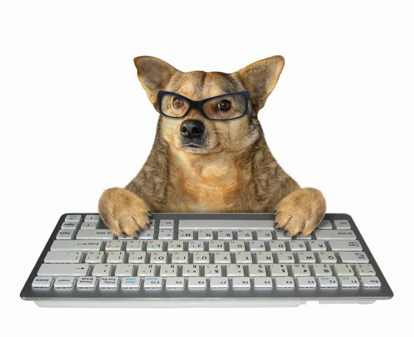 Cão em óculos com um teclado branco — Fotografia de Stock