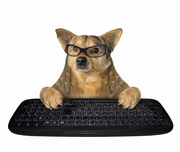 Hond in glazen met een zwart toetsenbord — Stockfoto