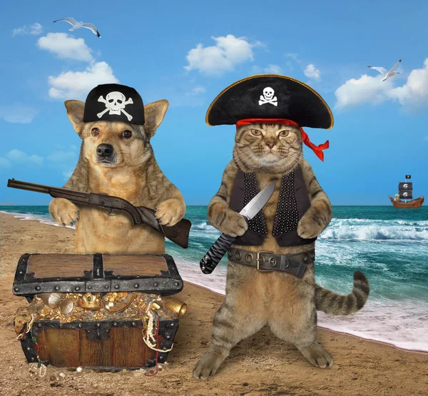 Dog and cat pirate near the treasures 2