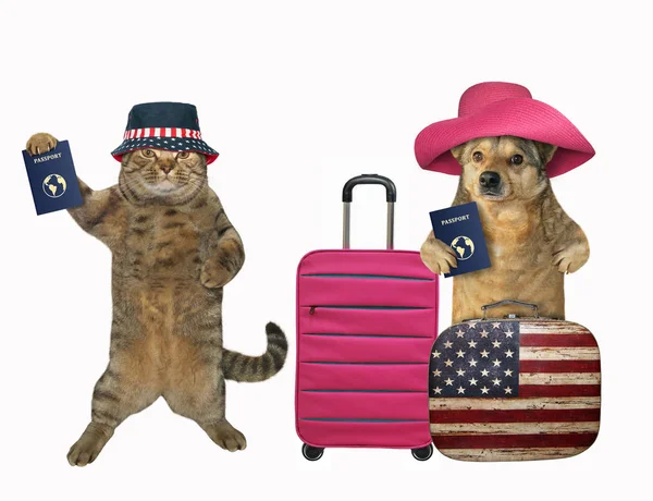 Cão e gato vão viajar — Fotografia de Stock