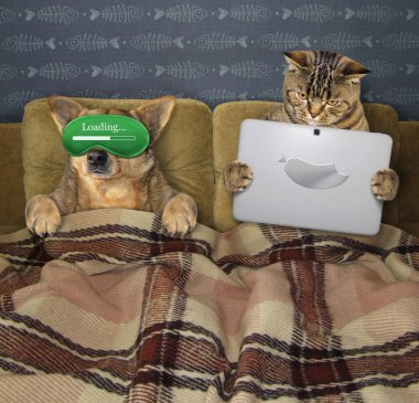 Yatakta köpekli kedi