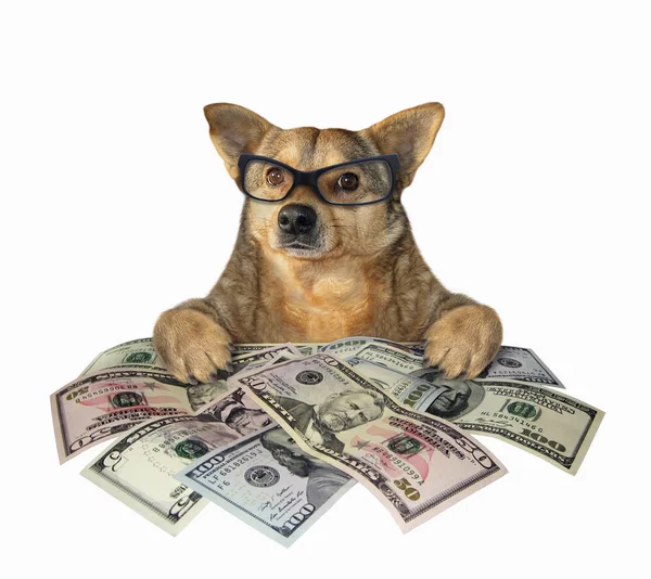 Bir sürü dolar ile Köpek
