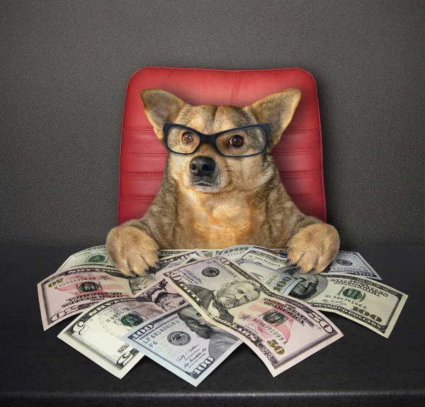 Hund am Tisch mit Dollar 2 — Stockfoto