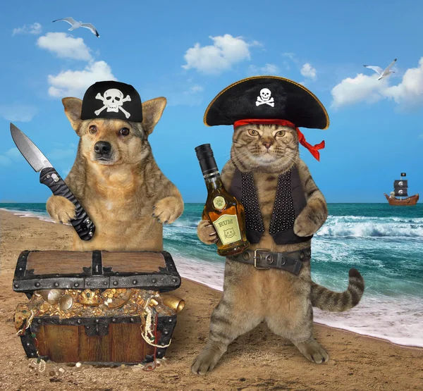 Собаки и кошки-пираты у казначейства — стоковое фото