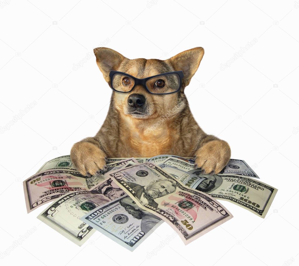 Dog with a lot of dollars