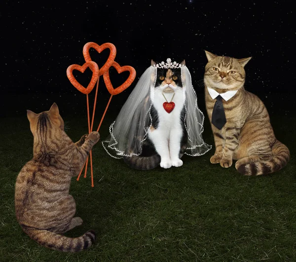 Katze gratuliert dem Brautpaar — Stockfoto