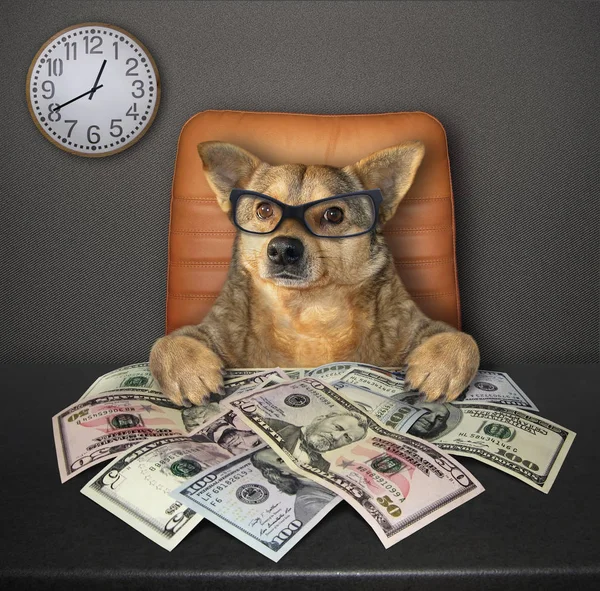 Hund am Tisch mit Dollar 3 — Stockfoto