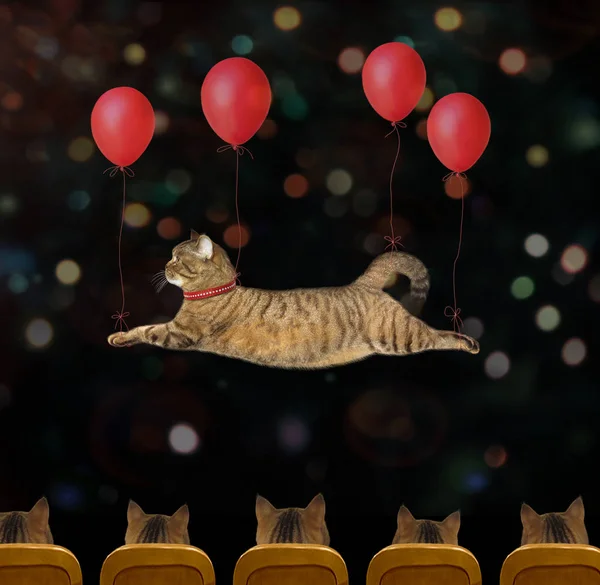 Cat flying by red balloons in the circus