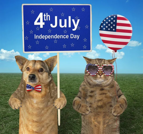 Dog and cat patriot on a meadow 2 — Stock Photo, Image