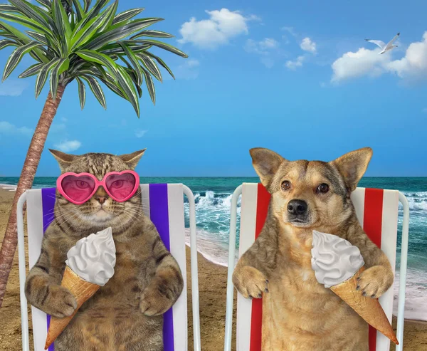Dog and cat eating ice cream under a palm