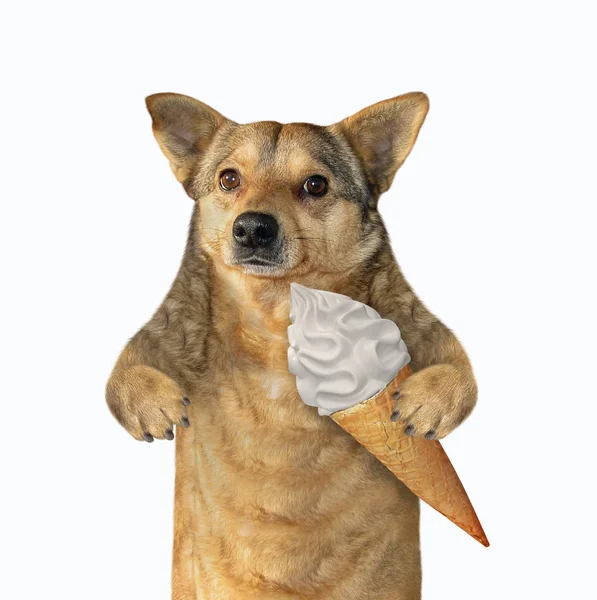 Hund frisst Eistüte — Stockfoto