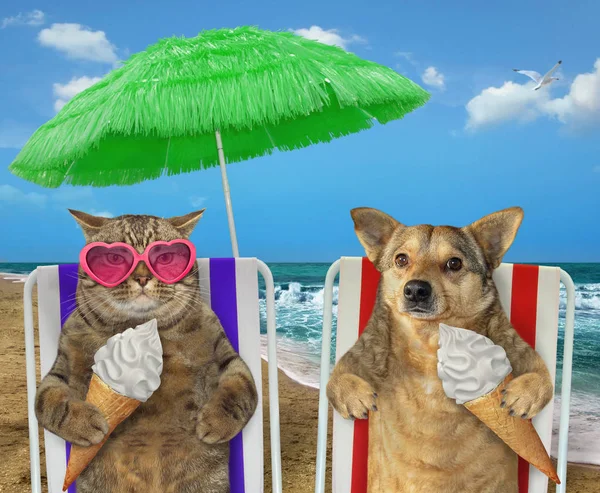 Dog and cat eating ice cream under a umbrella 2