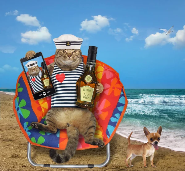 Котячий моряк у шезлонгу 2 — стокове фото