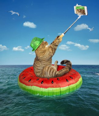 Kedi yüzme halkası üzerinde selfie yapar