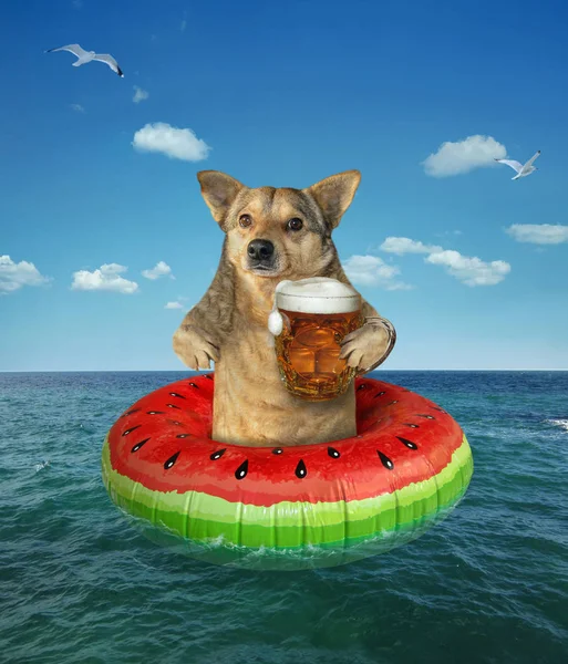 Dog drinks beer on a swim ring — Stock Photo, Image