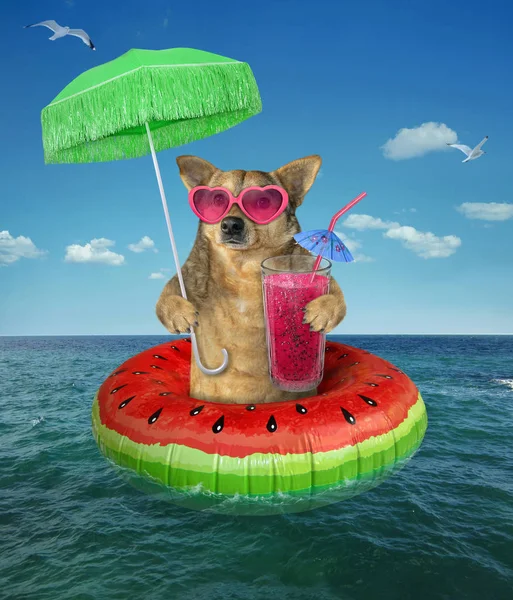 Jus de boisson pour chien sur un anneau de natation — Photo